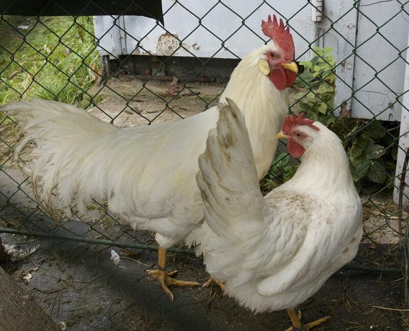 Leghorn chicken breed