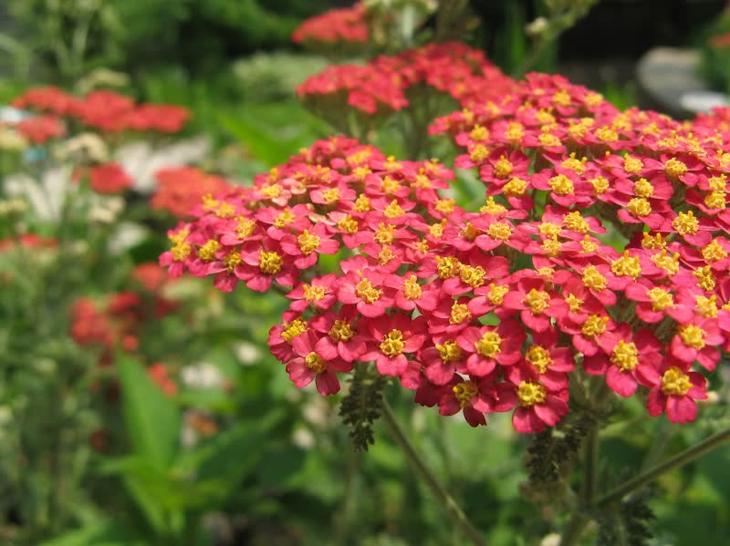 Red Achillea millefolium