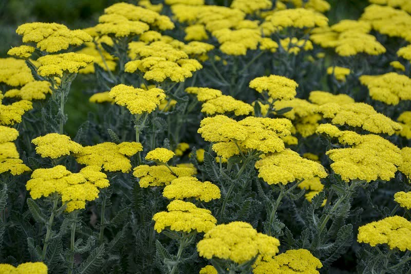 Yarrow Easy Guide: 13 Yarrow Flower Types & How to Grow Them