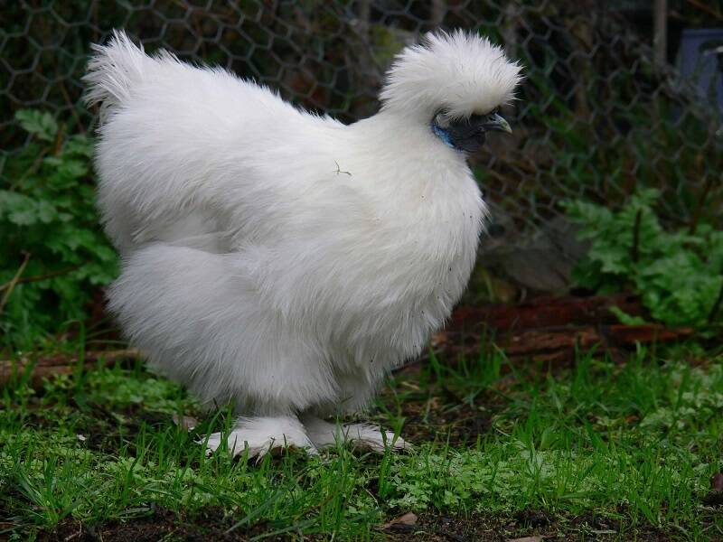 Silky bantam chicken