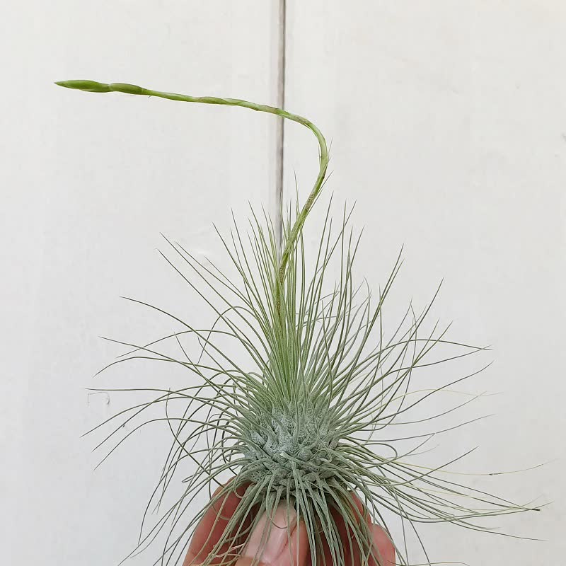 Tillandsia fuchsii var