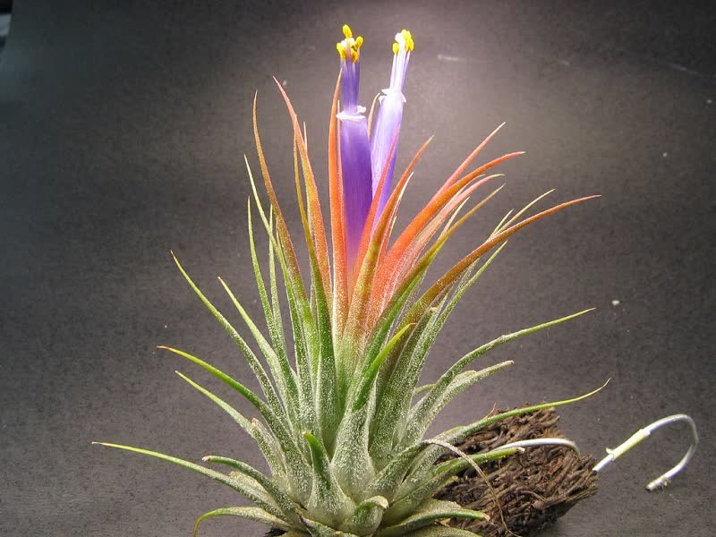 Tillandsia ionantha air plant