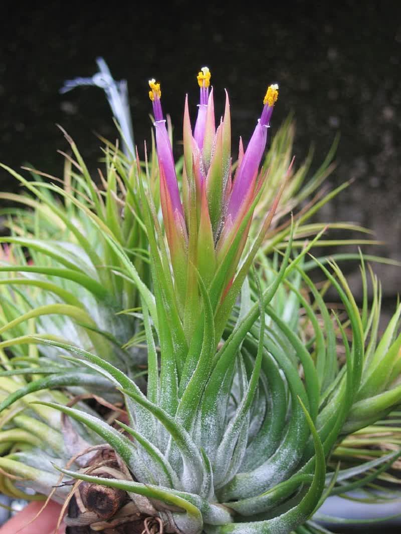 Tillandsia kolbii plant