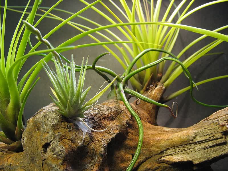 Tillandsia loliacea plant