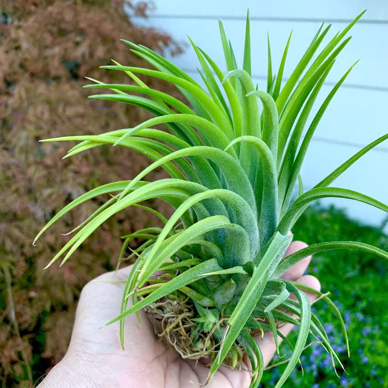 Tillandsia maxima air plant