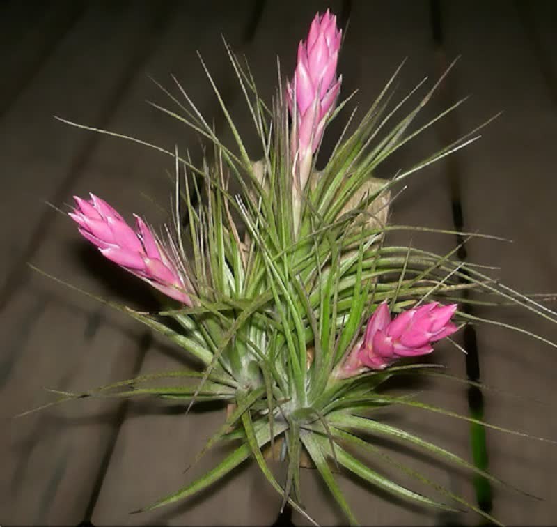 Tillandsia stricta air plant