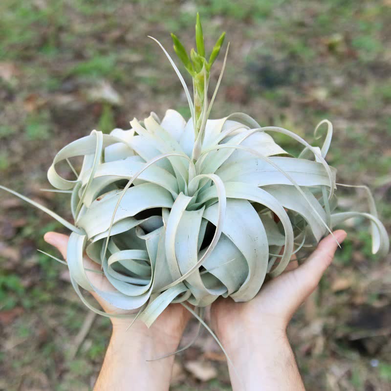 Tillandsia xerographica air plant