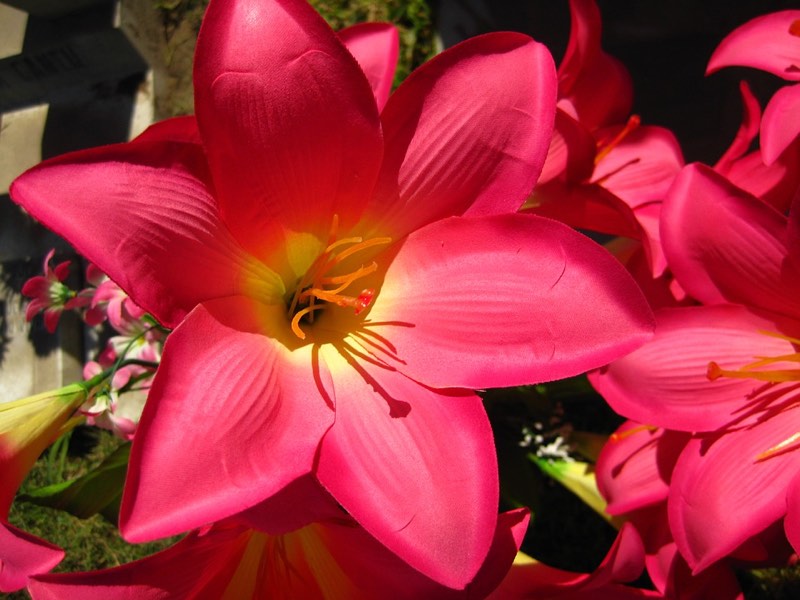 acapulco lily flower