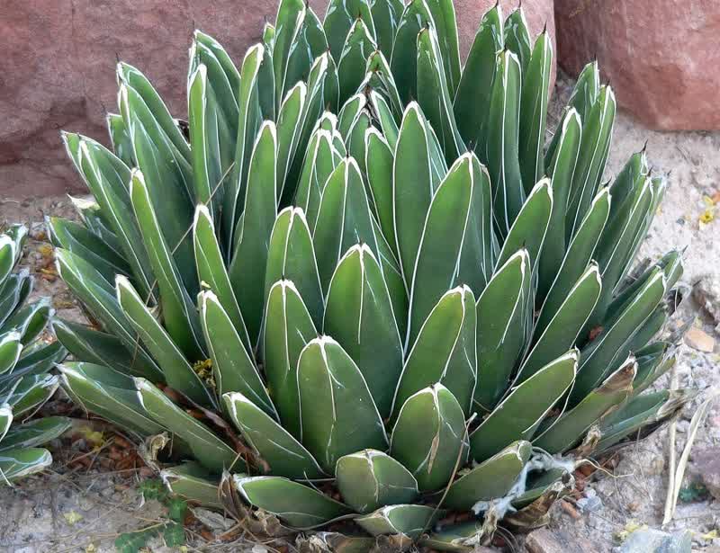 agave succulent terrarium