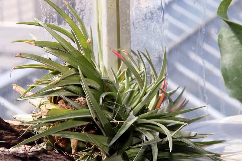 air plant Tillandsia brachycaulos