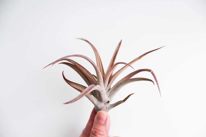 air plant Tillandsia capitate