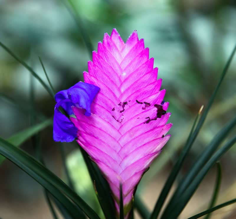 air plants terrarium Tillandsia cyanea