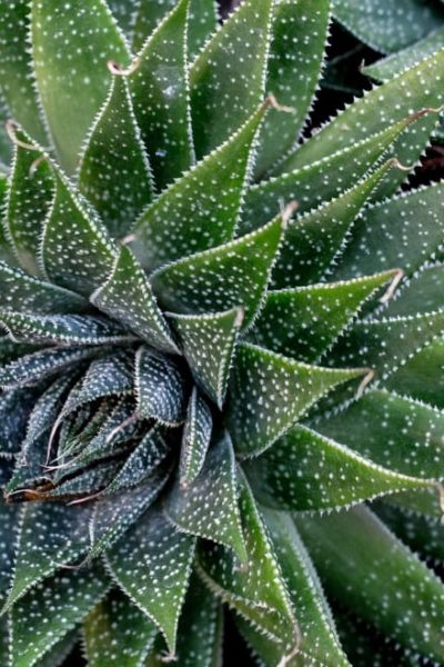 aloe vera plant