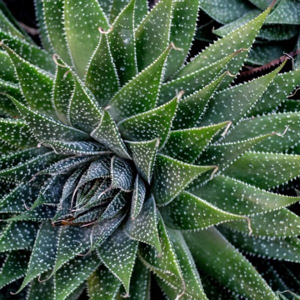 aloe vera plant