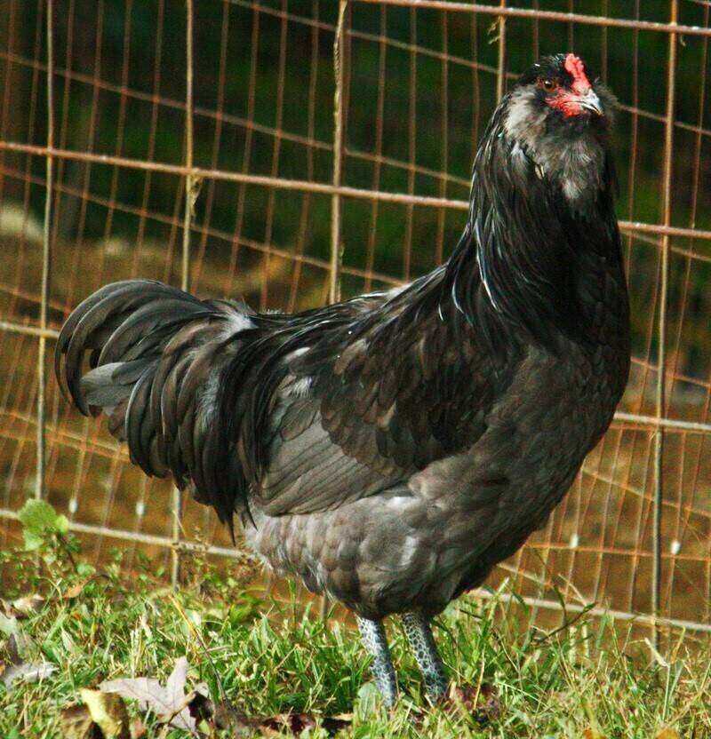 ameracauna chicken coop breed