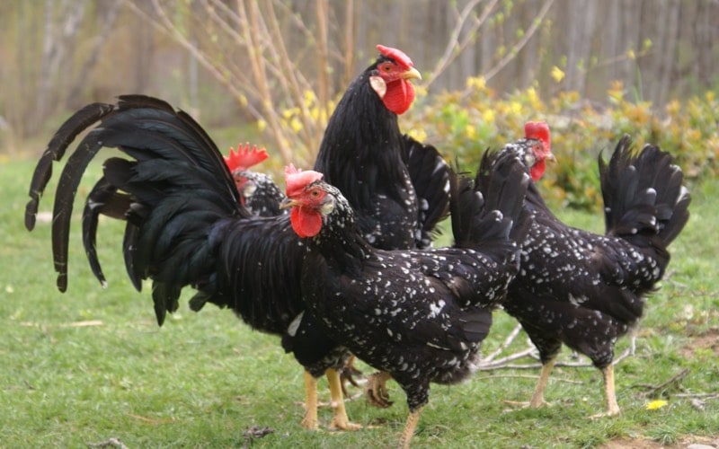 ancona chicken types