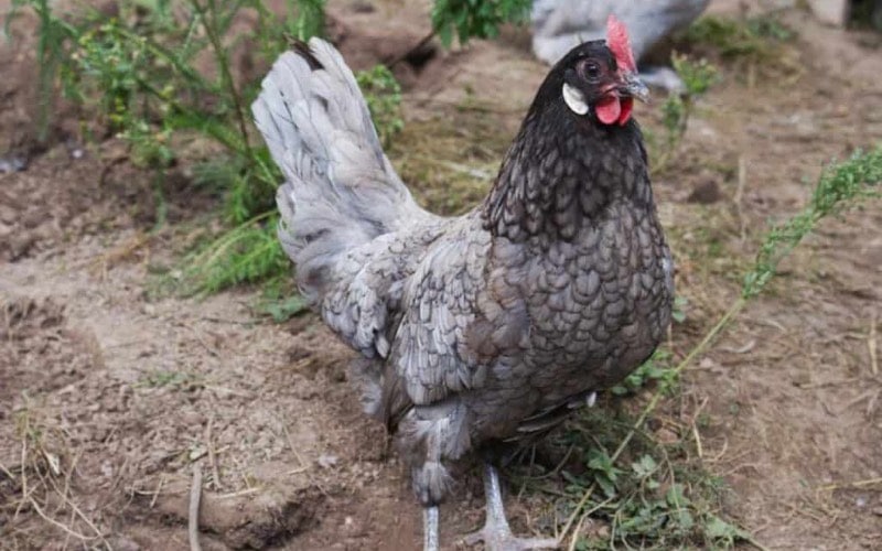 andalusian chicken breeds