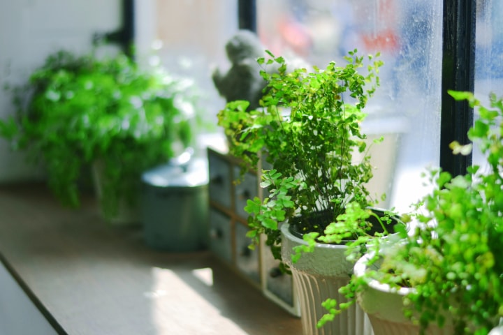 apartment garden in pots