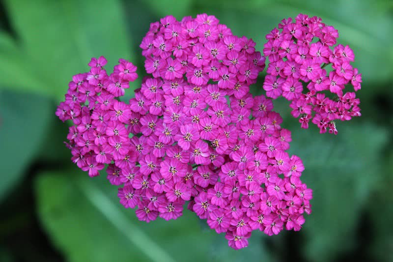 apple blossom yarrow