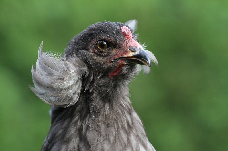 araucana chicken coop breed