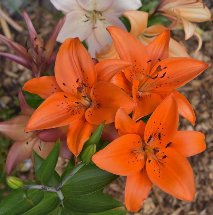 asiatic lily hybrid