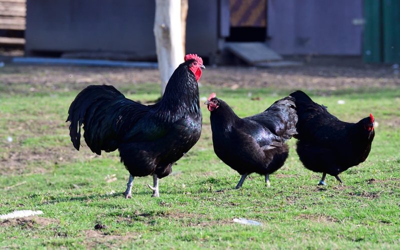 australorp chicken breed 1
