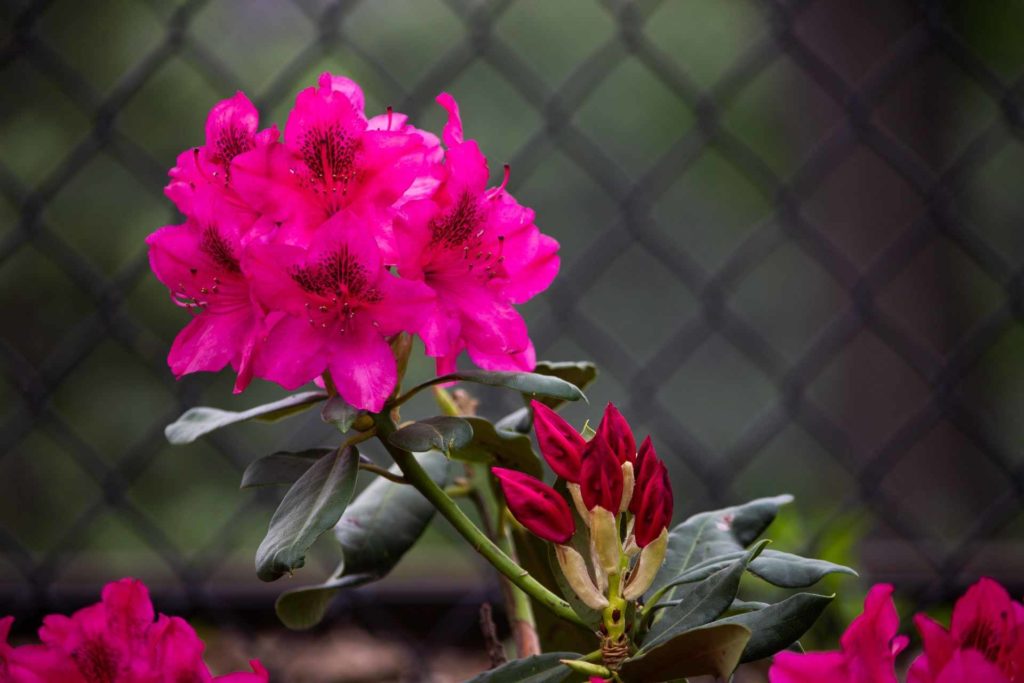 pink azalea plant