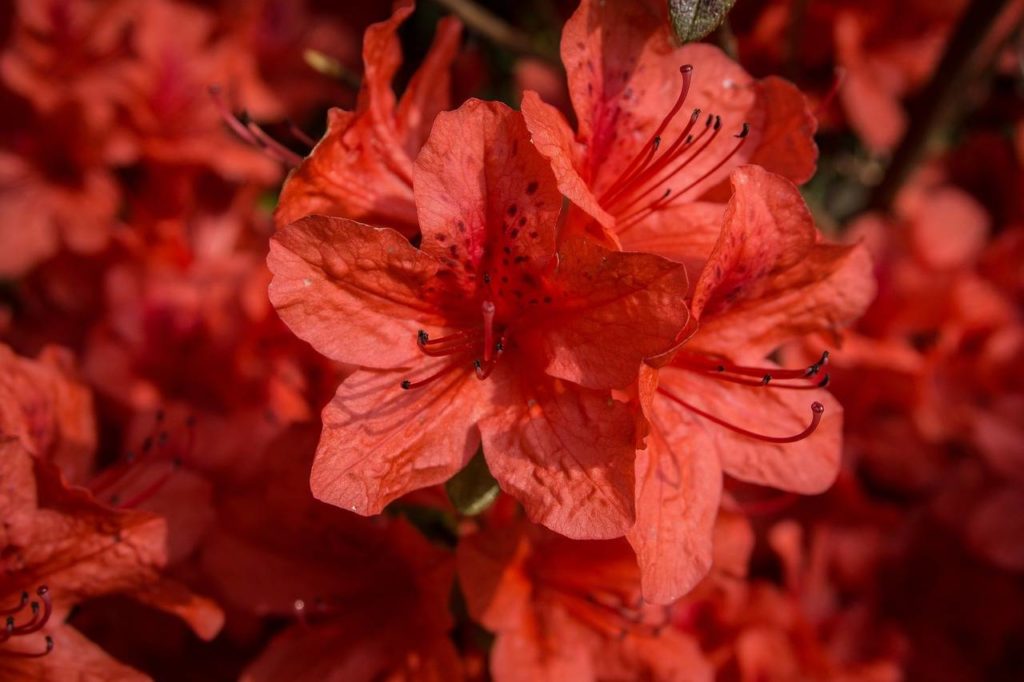 azaleas orange delight