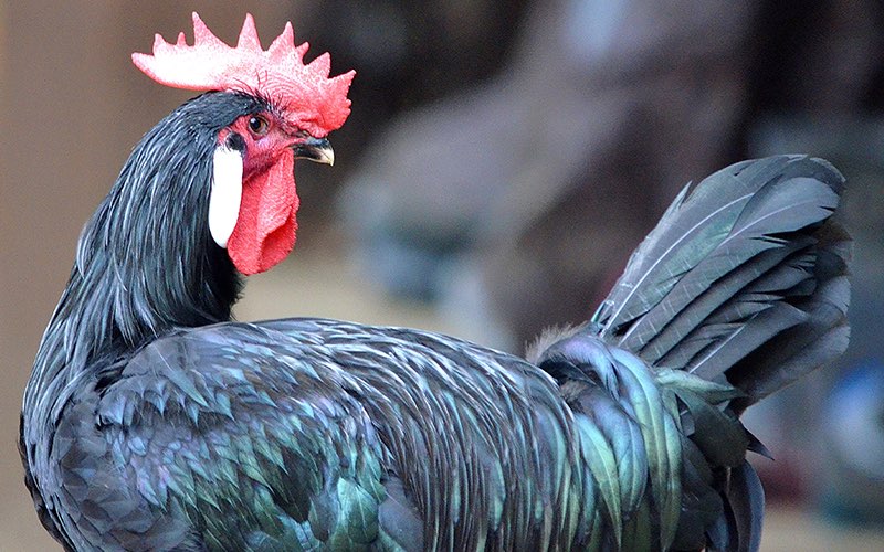 barbezieux chicken breed