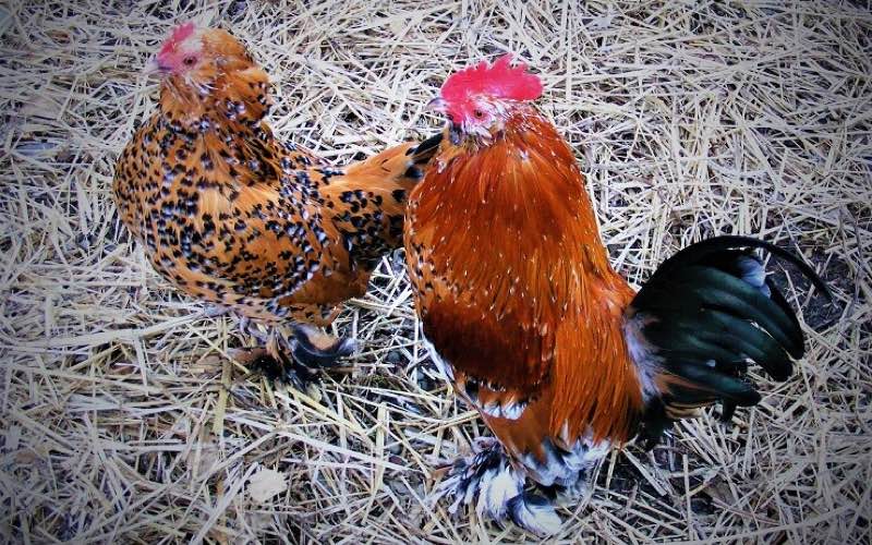 barbu d uccle chicken breeds