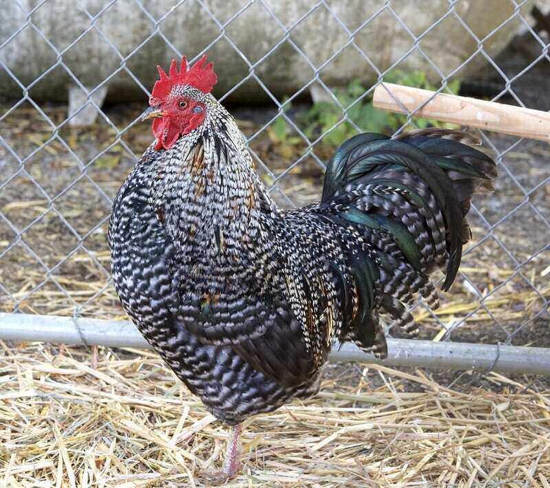 barred plymouth rock chicken