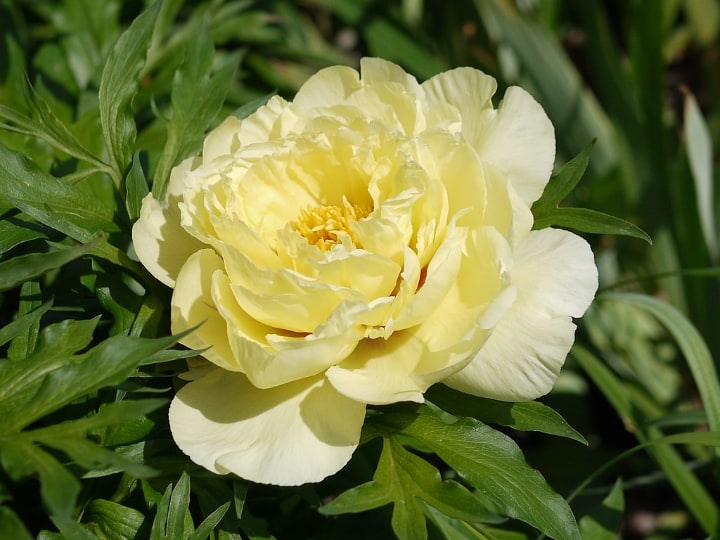 bartzella peony