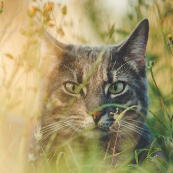 beautiful cat in the garden