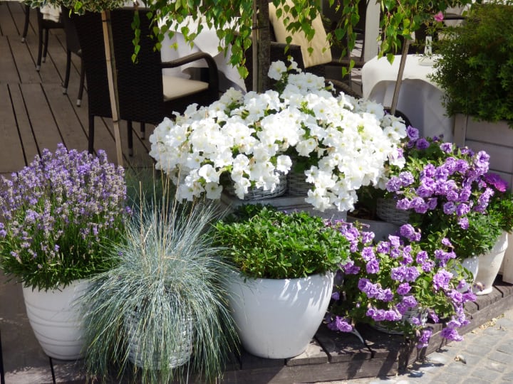 beautiful potted garden