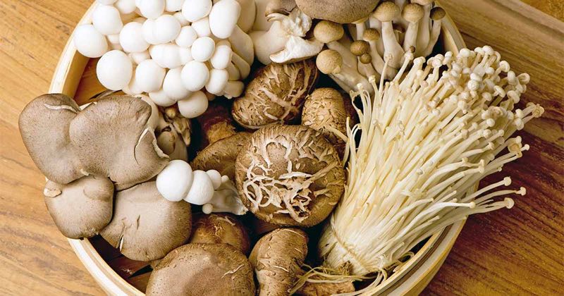 best mushrooms for beginners to grow at home