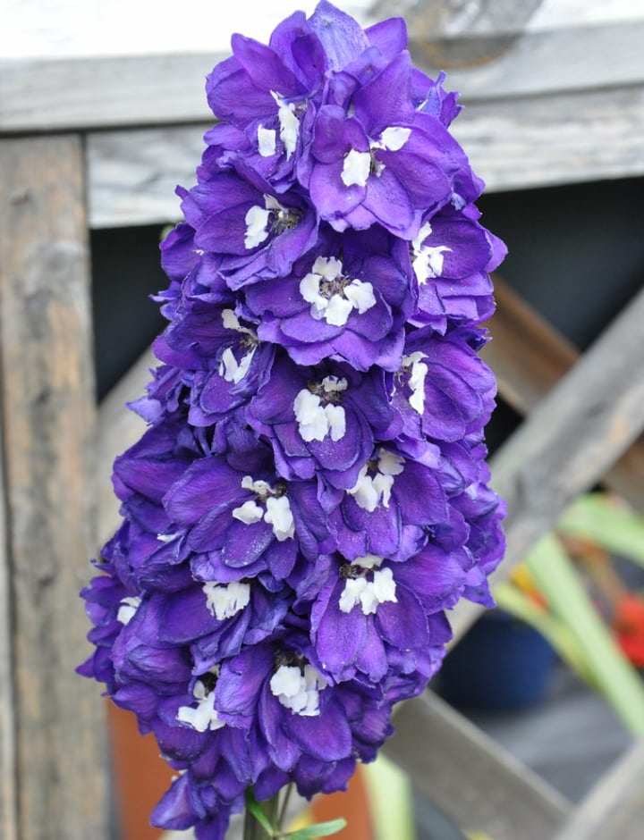 black knight delphinium