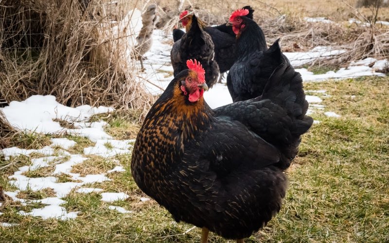 black star chickens red star