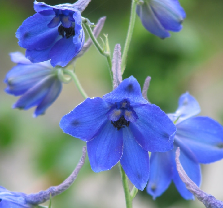 blue bees delphinium