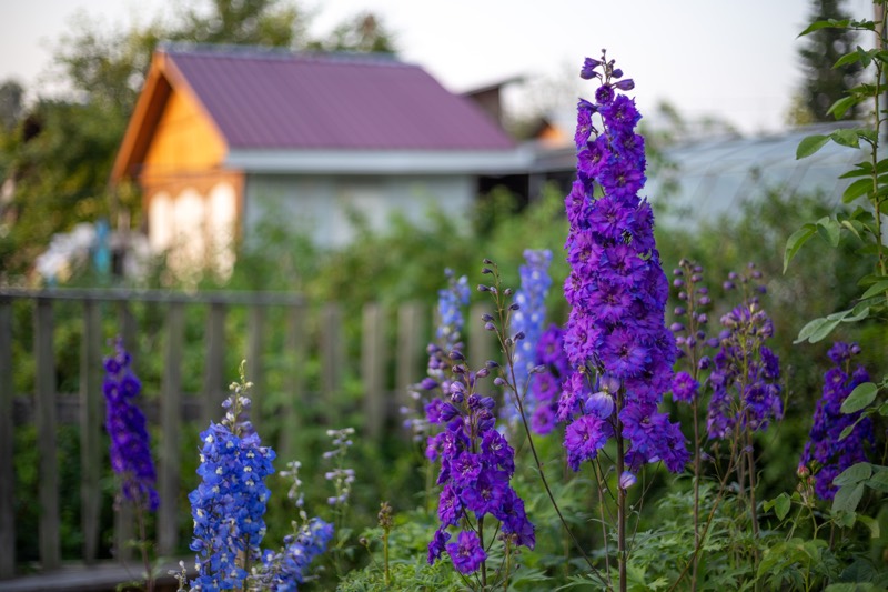 delphinium flower meaning