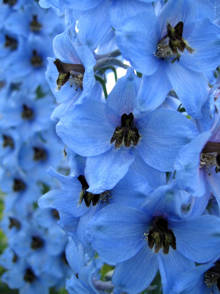 blue dawn delphinium