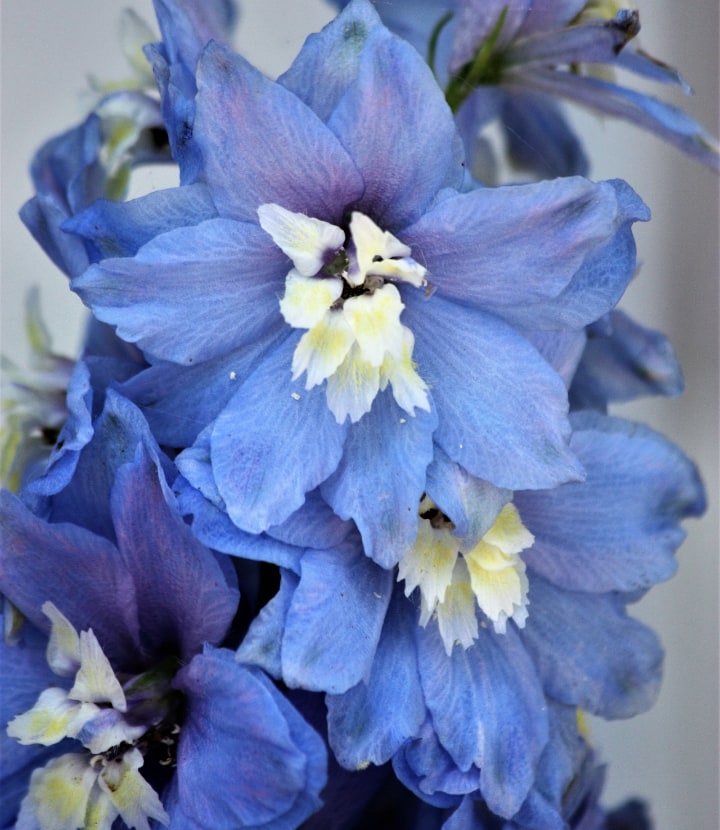 blue nile delphinium