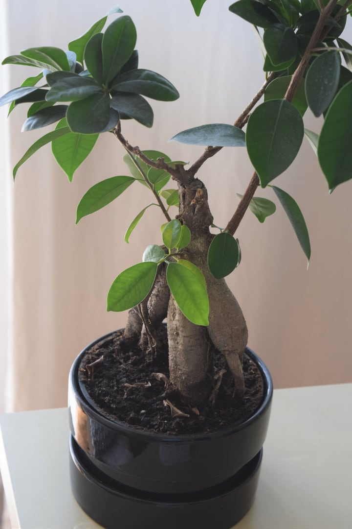 bonsai tree in pot