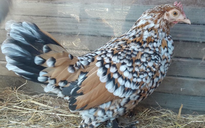 booted bantam type chicken