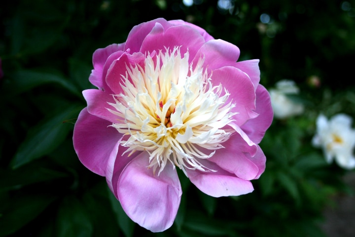 bowl of beauty paeonia lactiflora flower