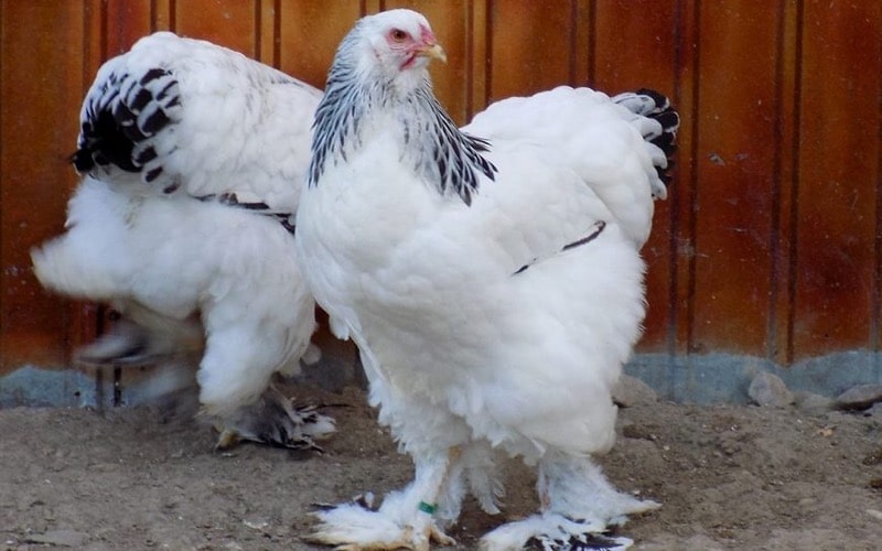brahma chicken breed