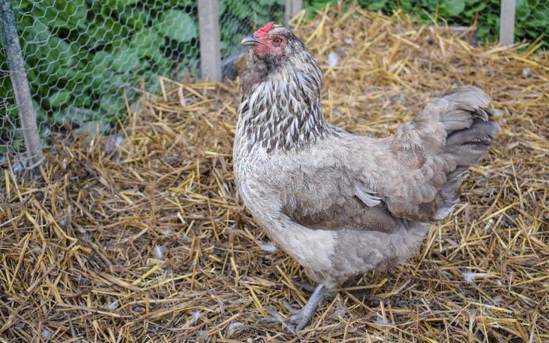 breeding ameraucana chickens