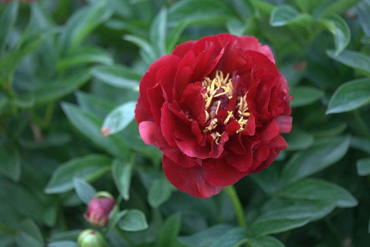 buckeye belle peony