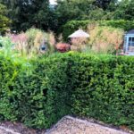 budget garden landscaping with hedges