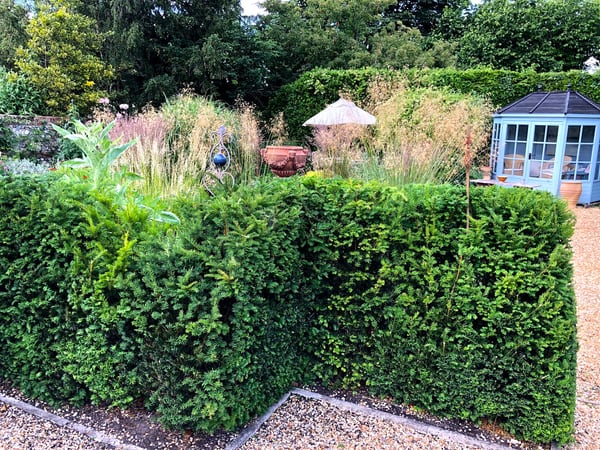 budget garden landscaping with hedges