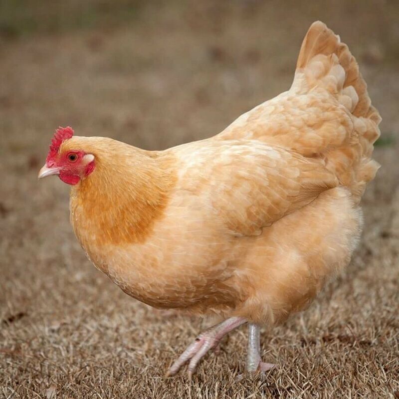 buff orpington chicken breed